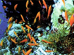 MOLDIVE CREATURES