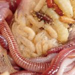 蛆蟲に嗅い姦淫と泥獣に駭然